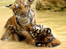 Канчанабури (Kanchanaburi) Тигровый храм (Tiger Temple)