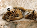 Канчанабури (Kanchanaburi) Тигровый храм (Tiger Temple)