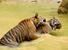 Канчанабури (Kanchanaburi) Тигровый храм (Tiger Temple)