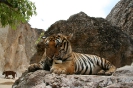 Канчанабури (Kanchanaburi) Тигровый храм (Tiger Temple)
