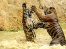 Канчанабури (Kanchanaburi) Тигровый храм (Tiger Temple)