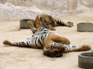Канчанабури (Kanchanaburi) Тигровый храм (Tiger Temple)