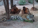 Тигровый храм (Tiger Temple)