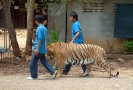 Тигровый храм (Tiger Temple)