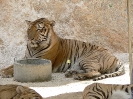 Тигровый храм (Tiger Temple)
