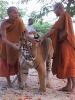 Тигровый храм (Tiger Temple)