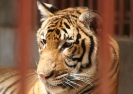 Тигровый храм (Tiger Temple)