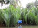 Плавучий рынок  Damnoen Saduak Floating Market
