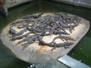 Бангкок. Крокодиловая ферма в Самутпракарн (Crocodile farm Samuthprakarn)