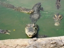 Бангкок. Крокодиловая ферма в Самутпракарн (Crocodile farm Samuthprakarn)