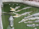 Бангкок. Крокодиловая ферма в Самутпракарн (Crocodile farm Samuthprakarn)