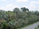 Тропический сад «Нонг Нуч» (Nong Nooch Tropical Garden)