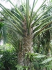Тропический сад «Нонг Нуч» (Nong Nooch Tropical Garden)