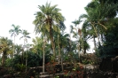 Nong Nooch tropical garden