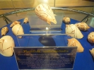Пхукет. Музей морских раковин (Seashell Museum)