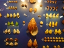 Пхукет. Музей морских раковин (Seashell Museum)