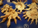 Пхукет. Музей морских раковин (Seashell Museum)