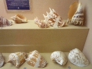 Пхукет. Музей морских раковин (Seashell Museum)