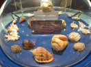 Пхукет. Музей морских раковин (Seashell Museum)