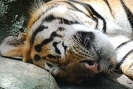 Бангкок. Зоопарк Дусит (Dusit Zoo)