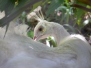 Бангкок. Зоопарк Дусит (Dusit Zoo)