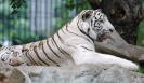 Бангкок. Зоопарк Дусит (Dusit Zoo)