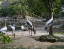 Бангкок. Зоопарк Дусит (Dusit Zoo)