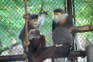 Бангкок. Зоопарк Дусит (Dusit Zoo)
