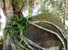 Самуи. Тайный сад Будды (Secret Buddha Garden)