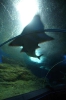 Паттайя. Аквариум Подводный Мир (Underwater world Pattaya)