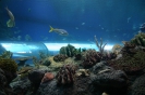 Паттайя. Аквариум Подводный Мир (Underwater world Pattaya)