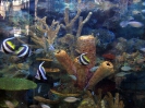 Паттайя. Аквариум Подводный Мир (Underwater world Pattaya)
