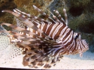 Паттайя. Аквариум Подводный Мир (Underwater world Pattaya)