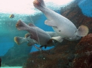 Паттайя. Аквариум Подводный Мир (Underwater world Pattaya)