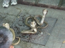 Паттайя. Змеиная ферма (Snake Farm)