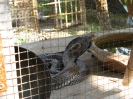 Паттайя. Змеиная ферма (Snake Farm)