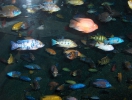 Бангкок. Аквариум Siam Ocean World