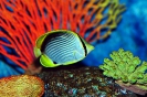 Бангкок. Аквариум Siam Ocean World