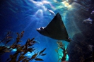 Бангкок. Аквариум Siam Ocean World