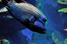 Бангкок. Аквариум Siam Ocean World