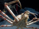 Бангкок. Аквариум Siam Ocean World