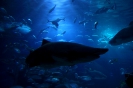 Бангкок. Аквариум Siam Ocean World
