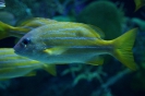 Бангкок. Аквариум Siam Ocean World