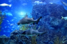 Бангкок. Аквариум Siam Ocean World