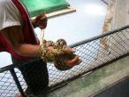 Самуи. Змеиная ферма (Samui Snake Farm) 